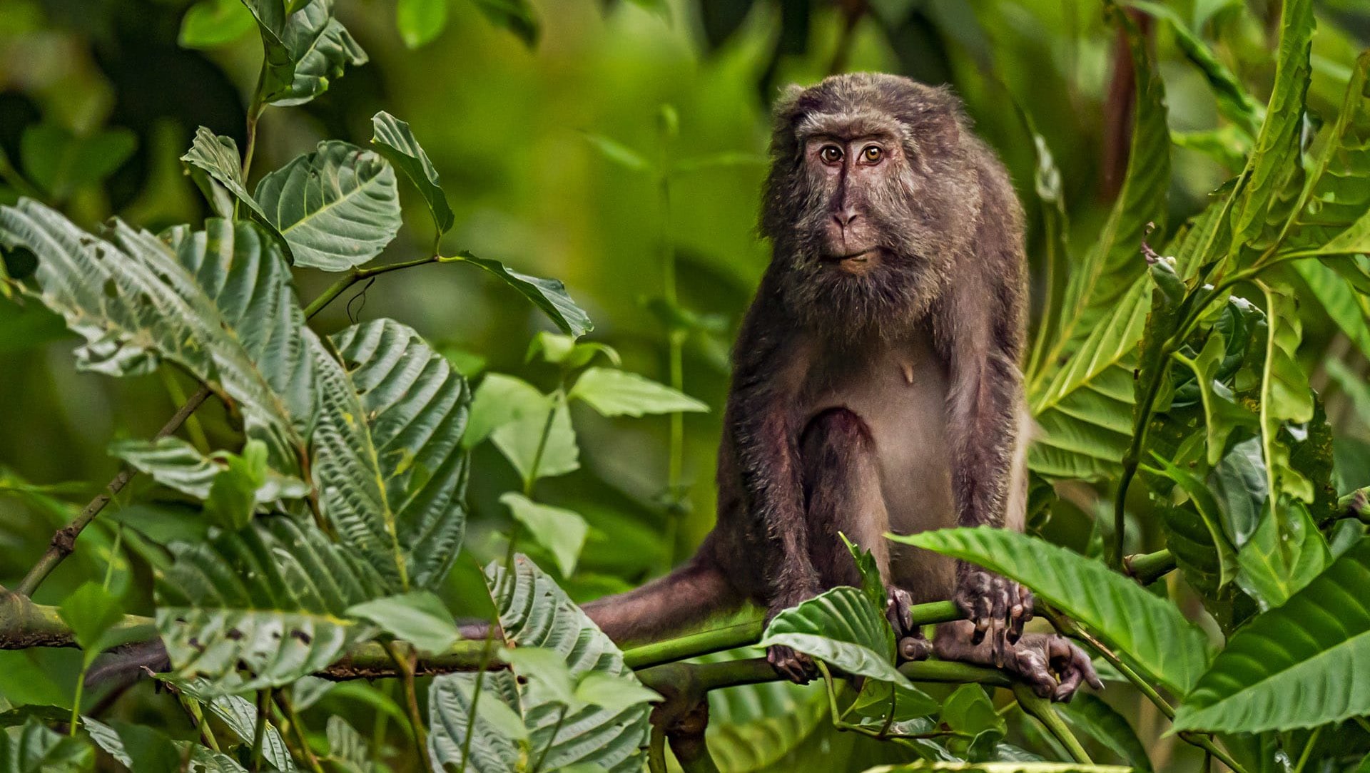 Struggle for the Land: Nicobar Long-tailed Macaques in a Bind