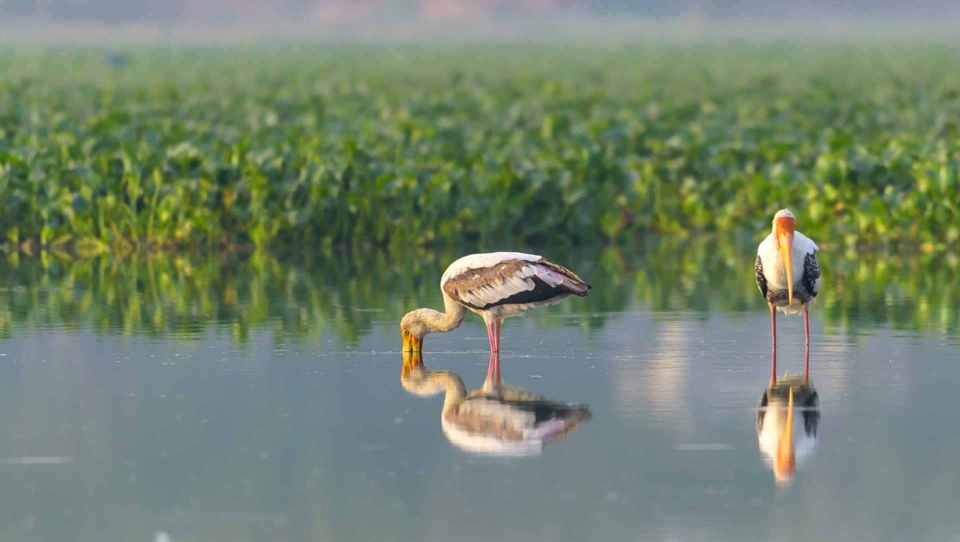 Rich Birdlife Call Attention to Delhi’s Disappearing Wetlands