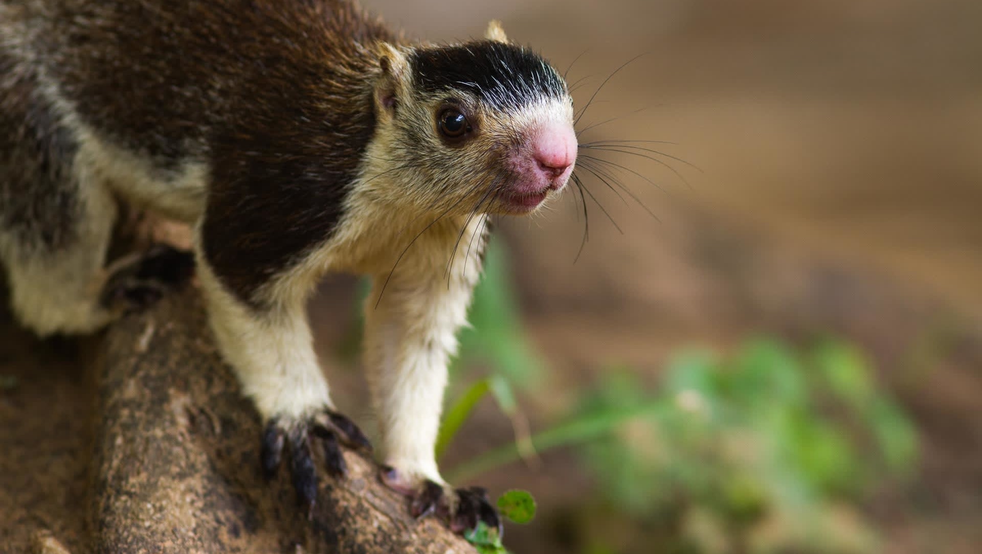 Grizzled Giant Squirrel: Facts, Habitat, Threats