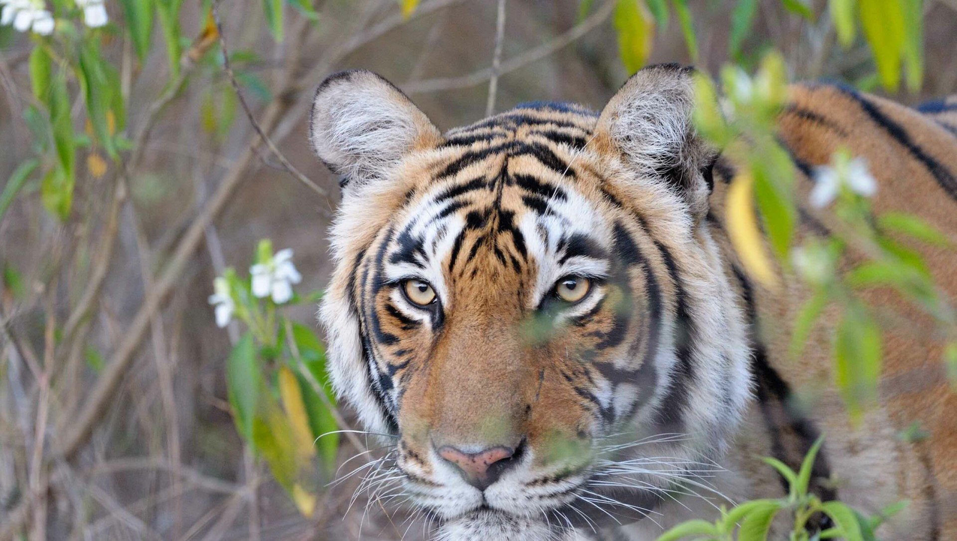 Tiger Recorded at Buxa After 23 Years