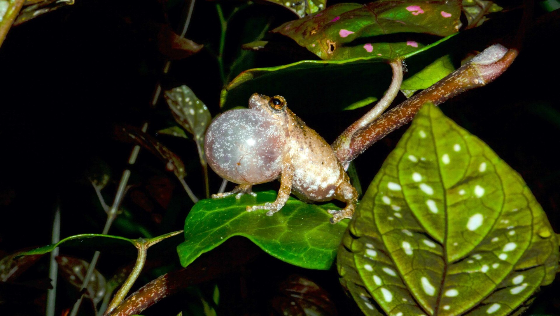 Shillong Bush Frog: Ticking its Way Through the Monsoon