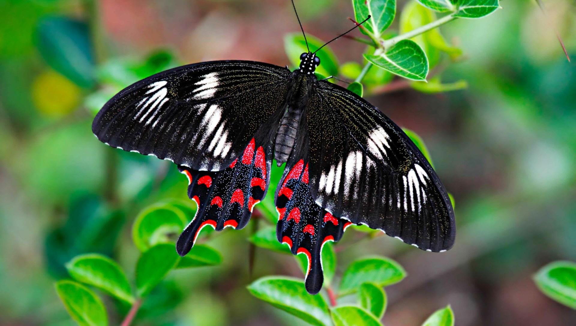 The Mysterious Migration of Crimson Rose Butterflies