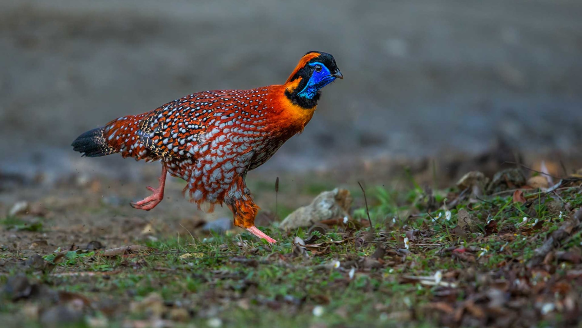 Tragopans: The Horned Pheasants of India