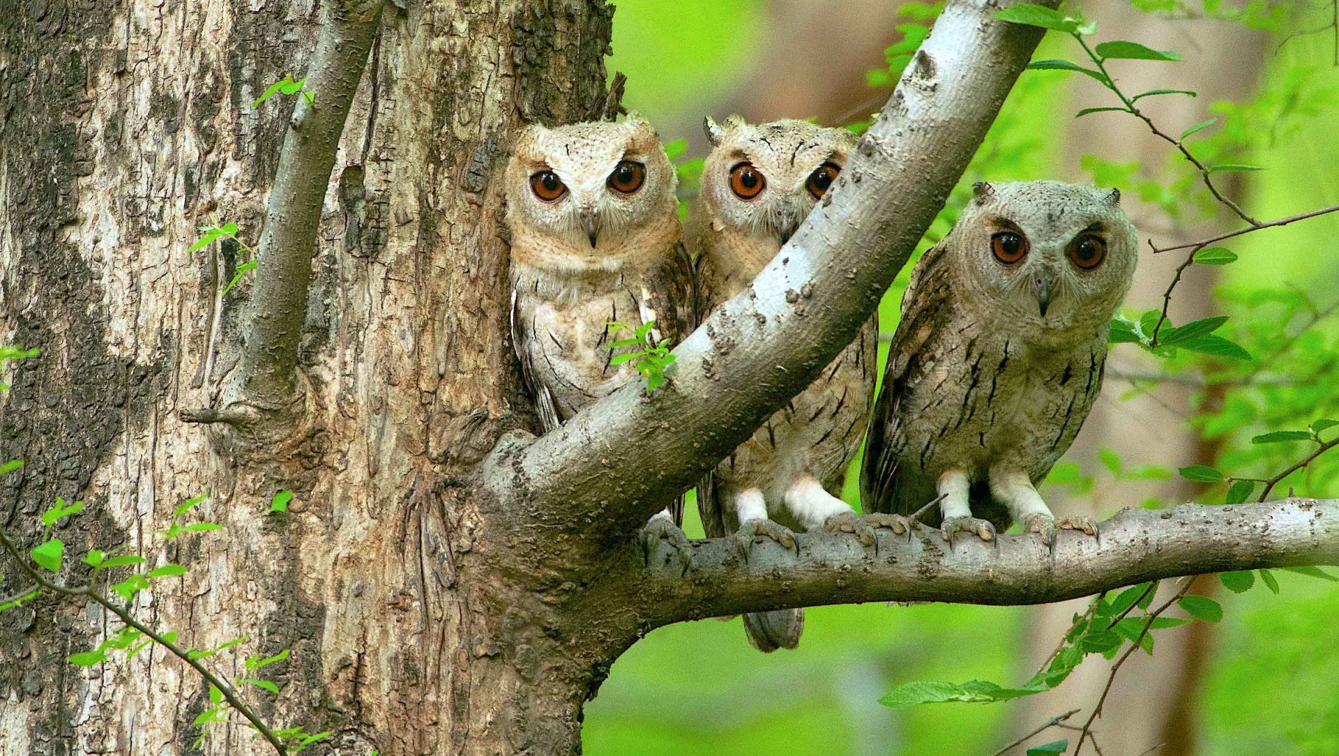 Hoot and Screech: From Giant Owls to Little Elves