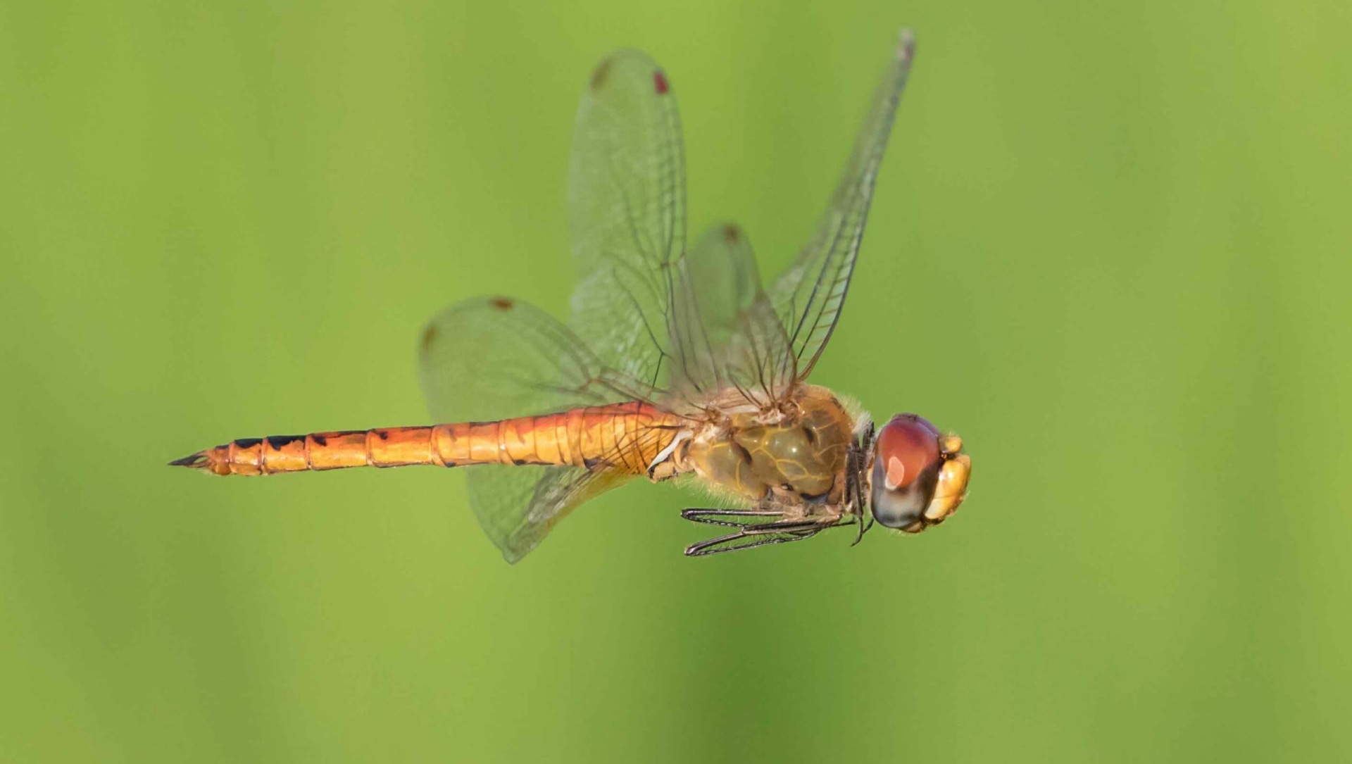 Dragonflies and Damselflies: What’s the Difference?