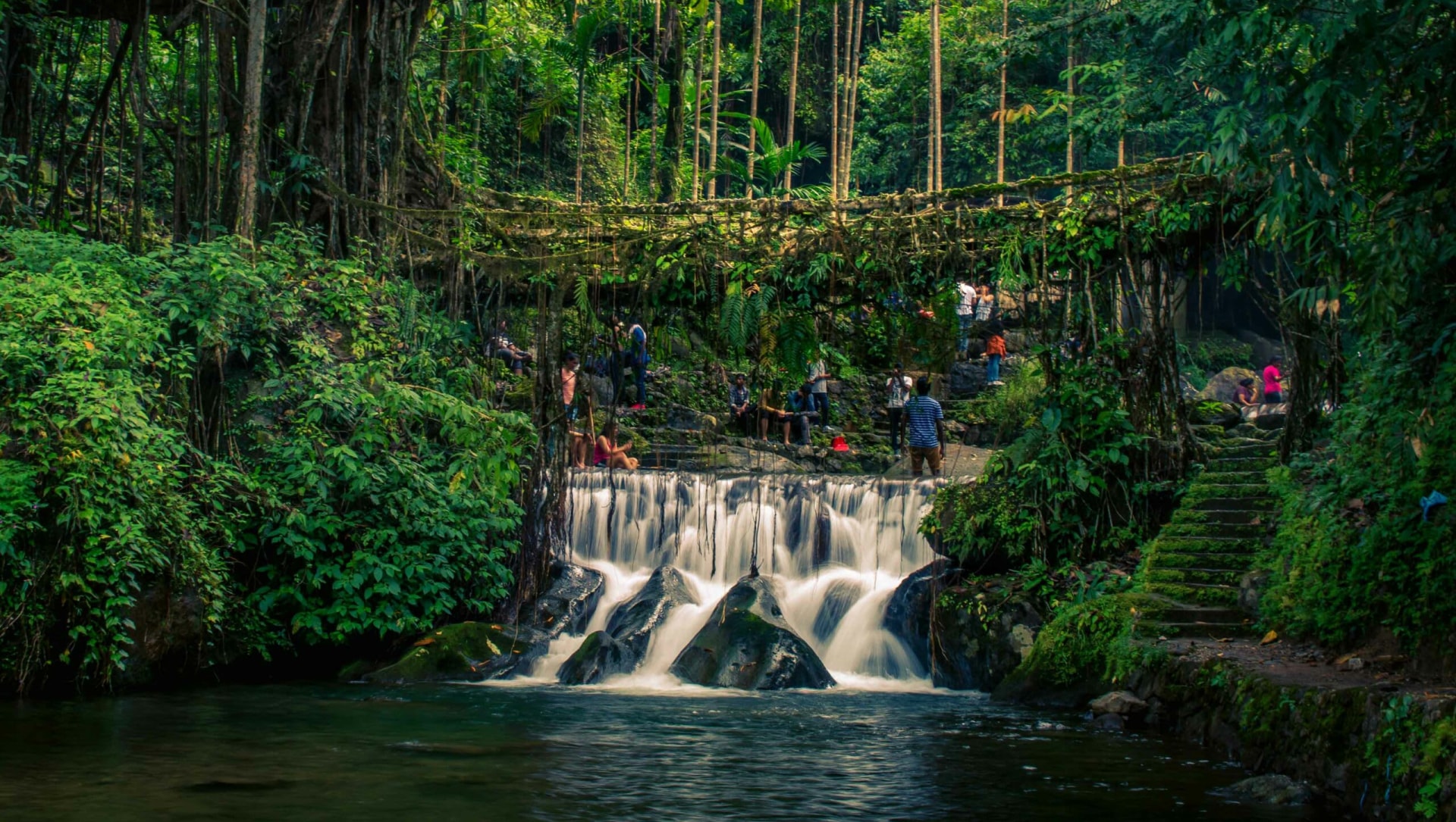 The Living Root Bridges of Meghalaya