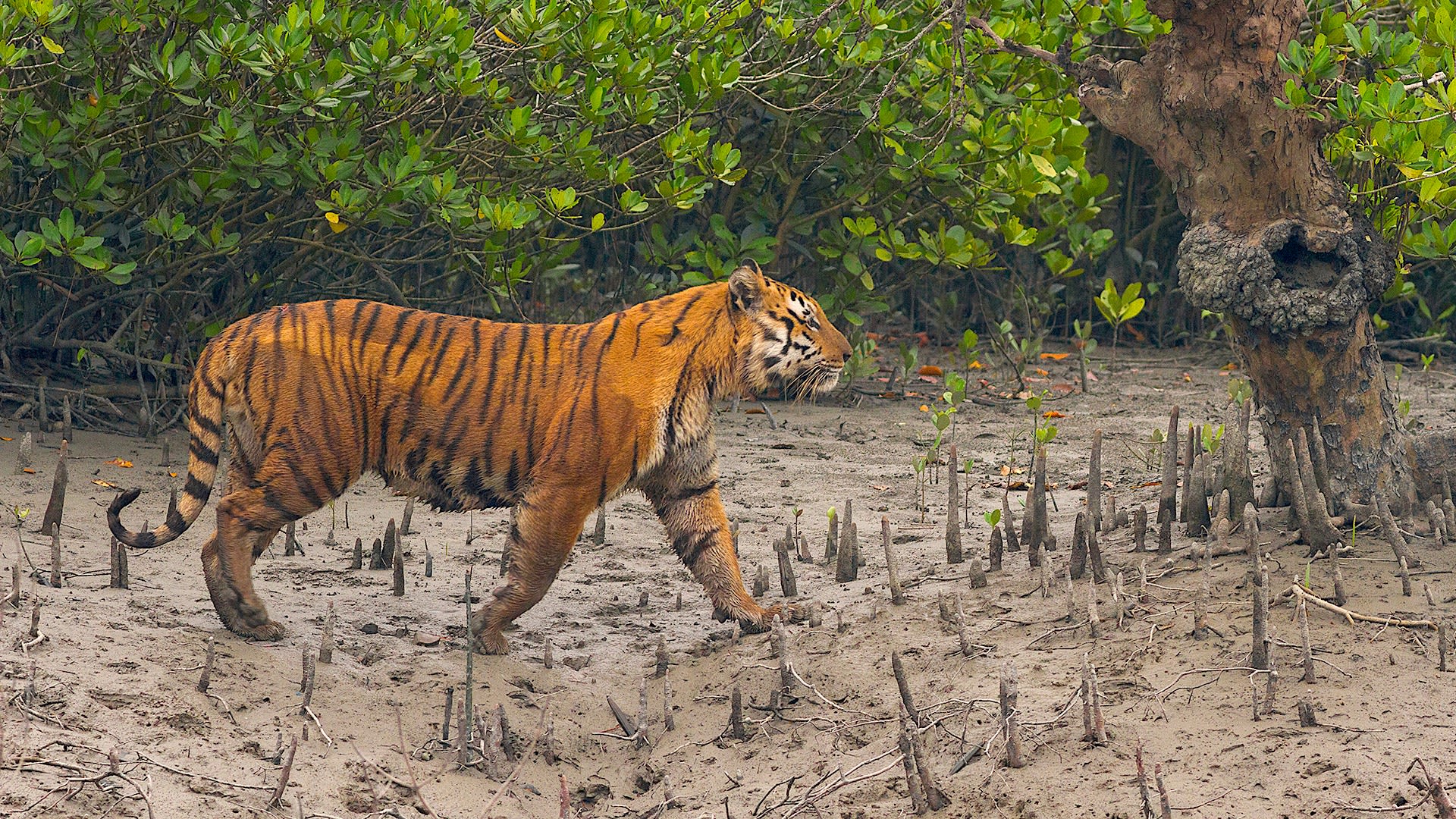 The Enigma of the Sundarbans Tiger | RoundGlass | Sustain