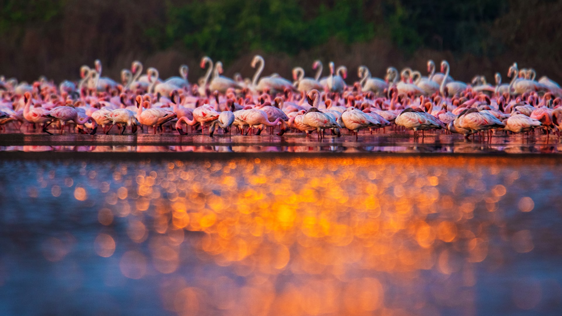 When Flamingos Frolic and Feed in the Talawe Wetlands