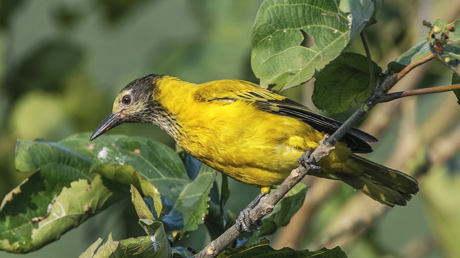 When Birdsong Fills the Tea Estates of Assam