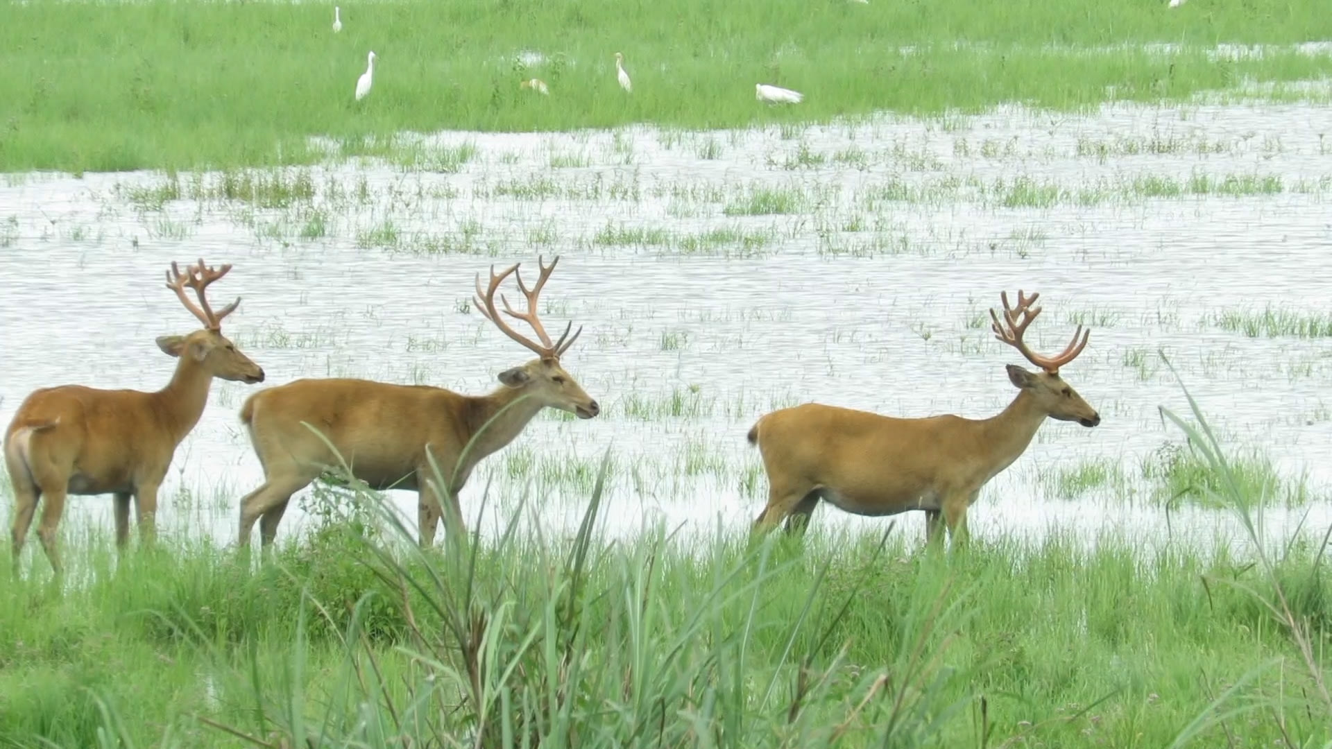 Stag Party: The Eastern Swamp Deer’s Bachelor Life