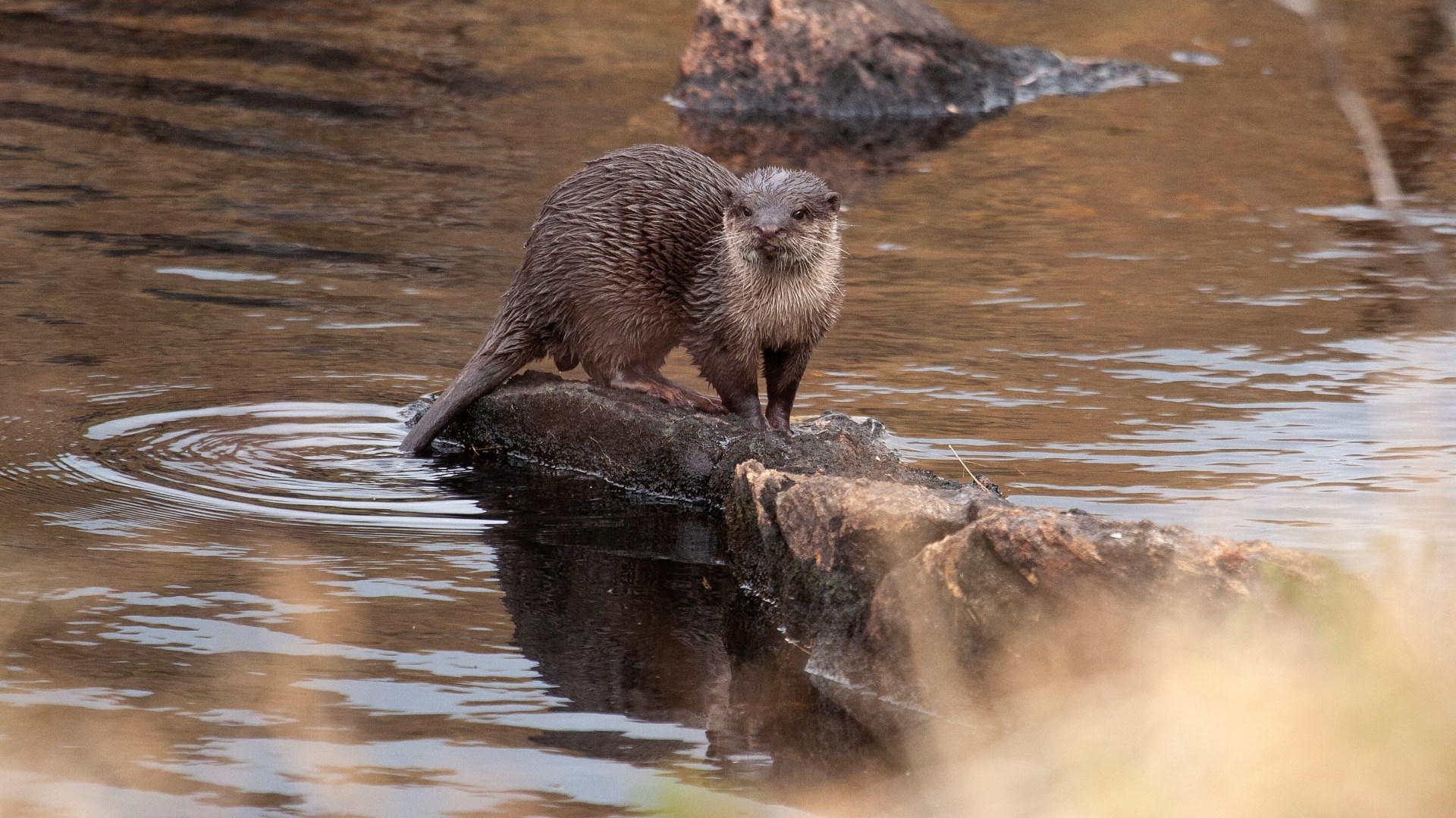 Oriental Small-clawed Otter: Facts, Habitat, and Illegal Trade