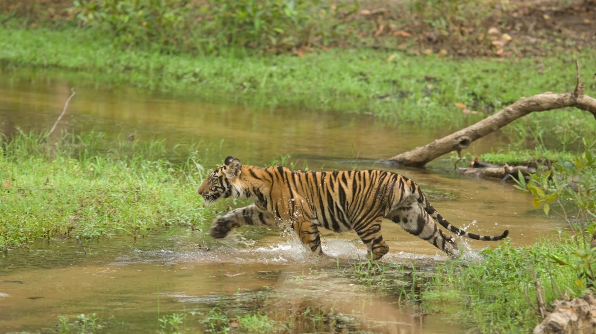 The Guide: Bandhavgarh National Park