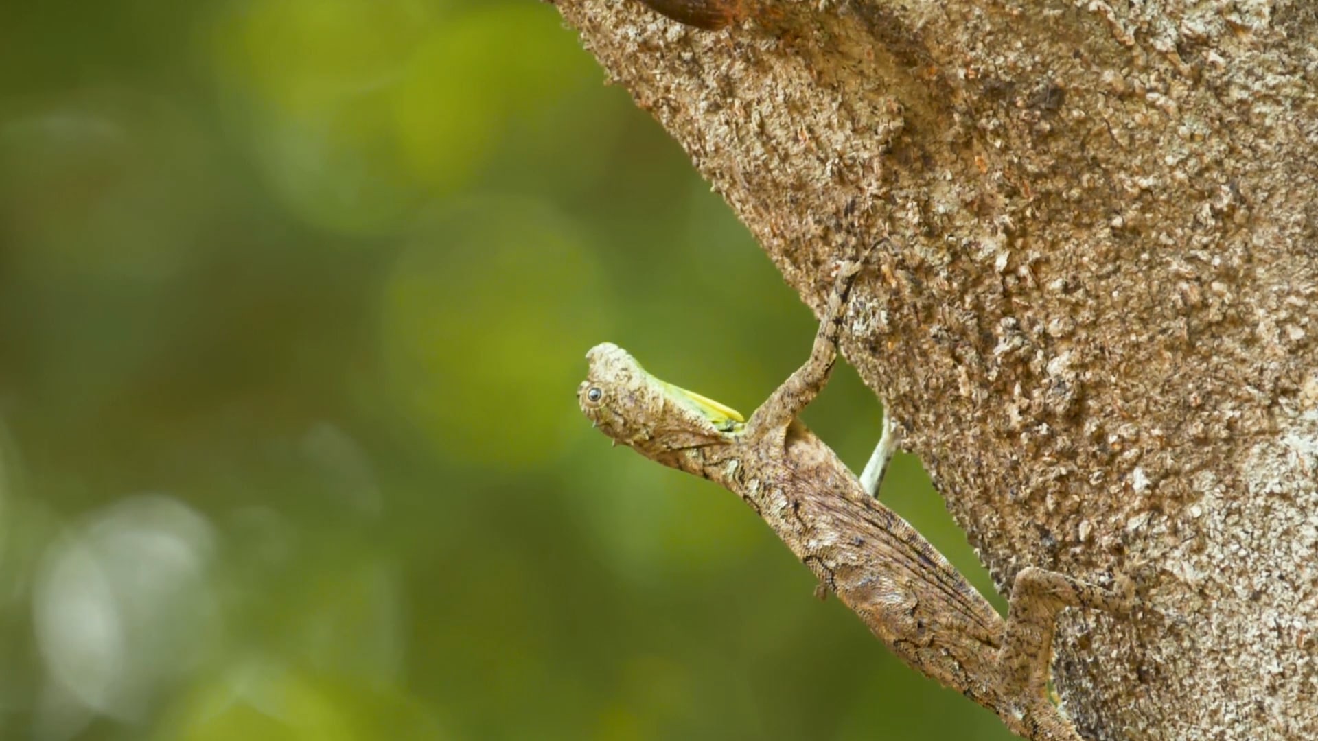 The Flying Dragons of South India