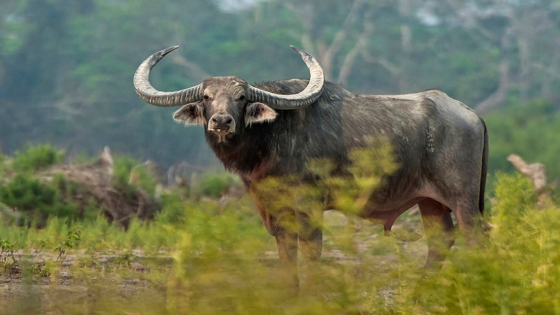 Wild Water Buffalo: | RoundGlass Sustain