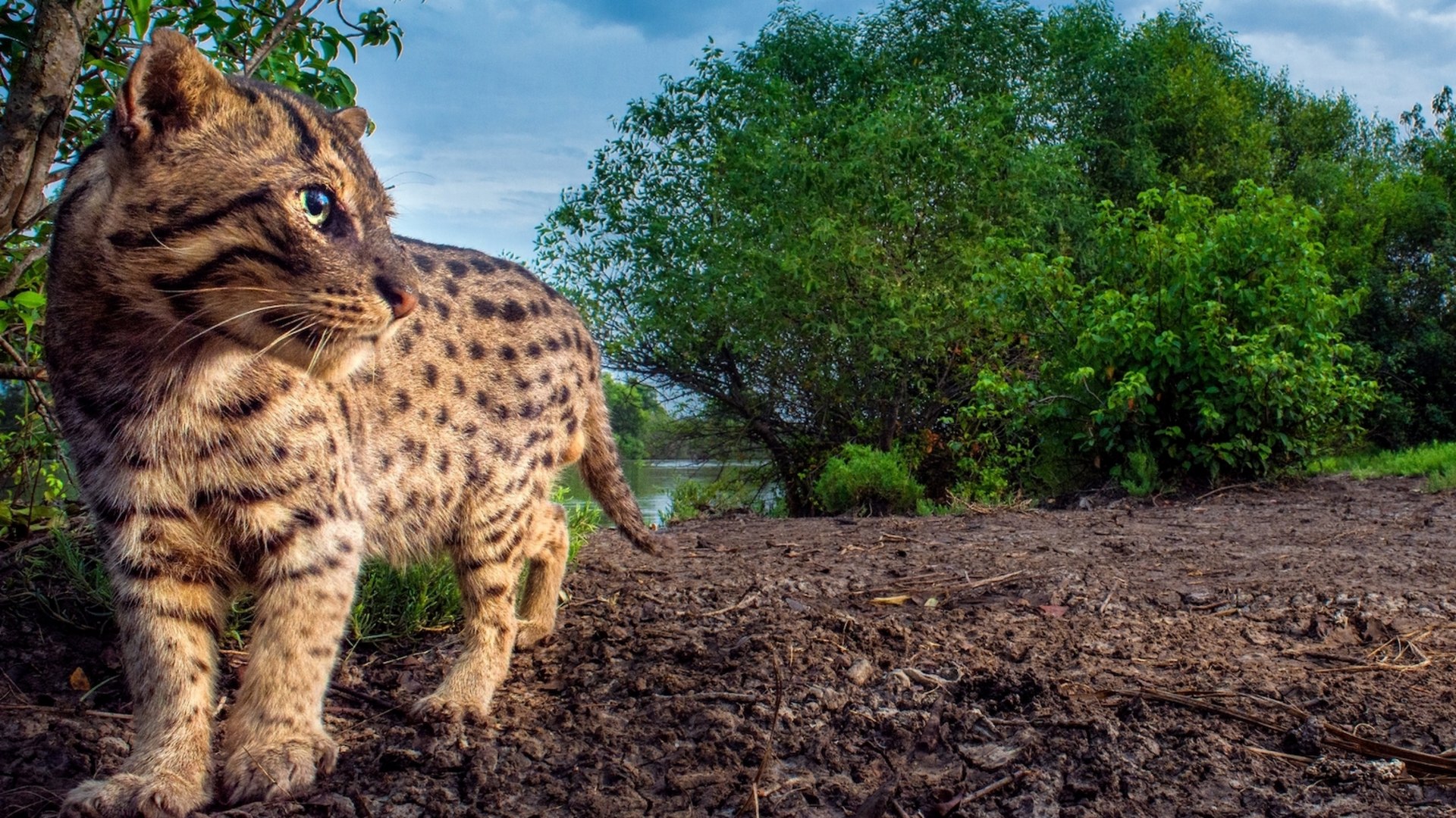 The Fishing Cat in Laxmi’s Backyard RoundGlass Sustain