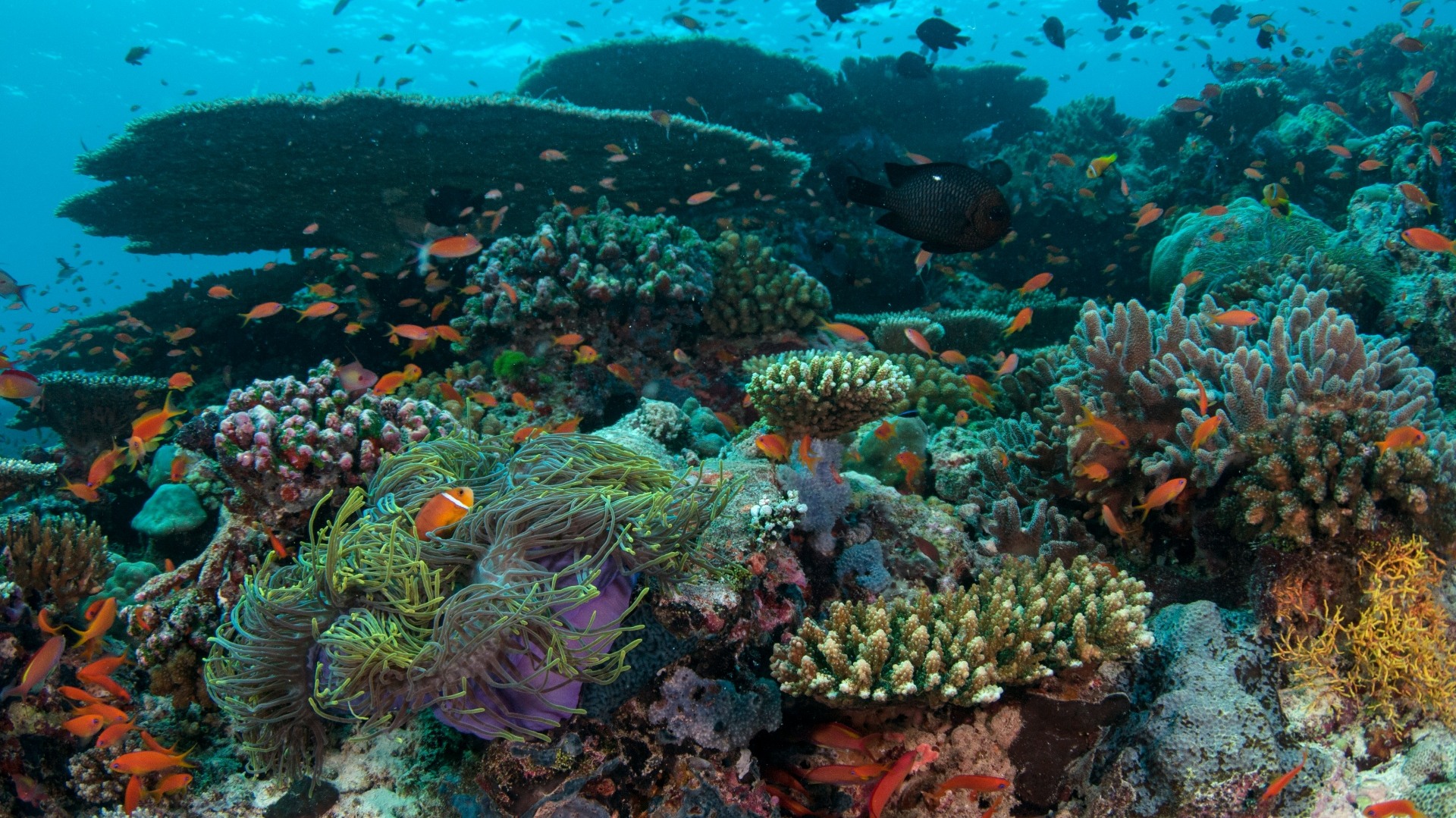 Life of Corals: The Reef Assembly