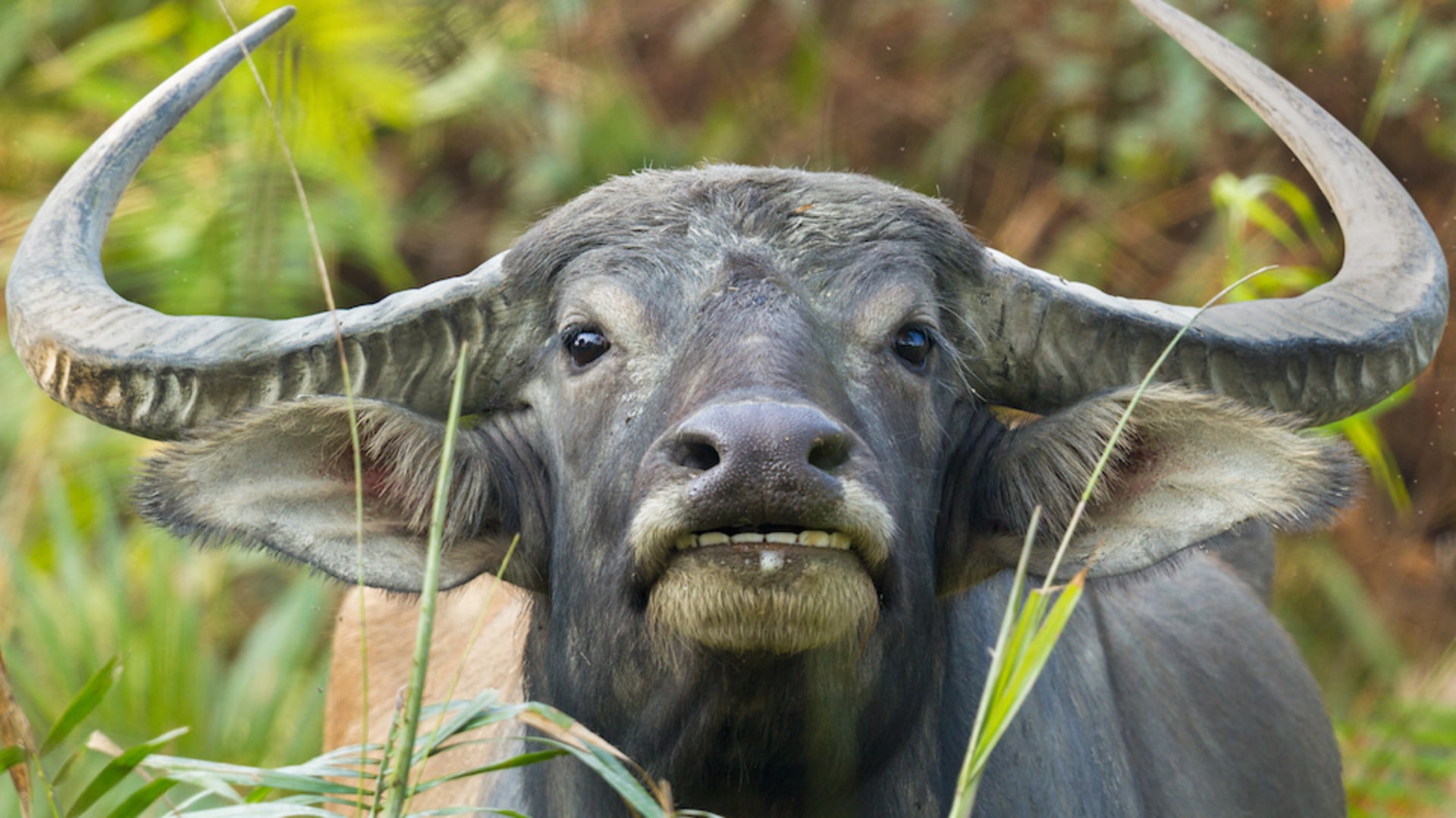 The Incident of a Wild Water Buffalo in Panna | | Sustain