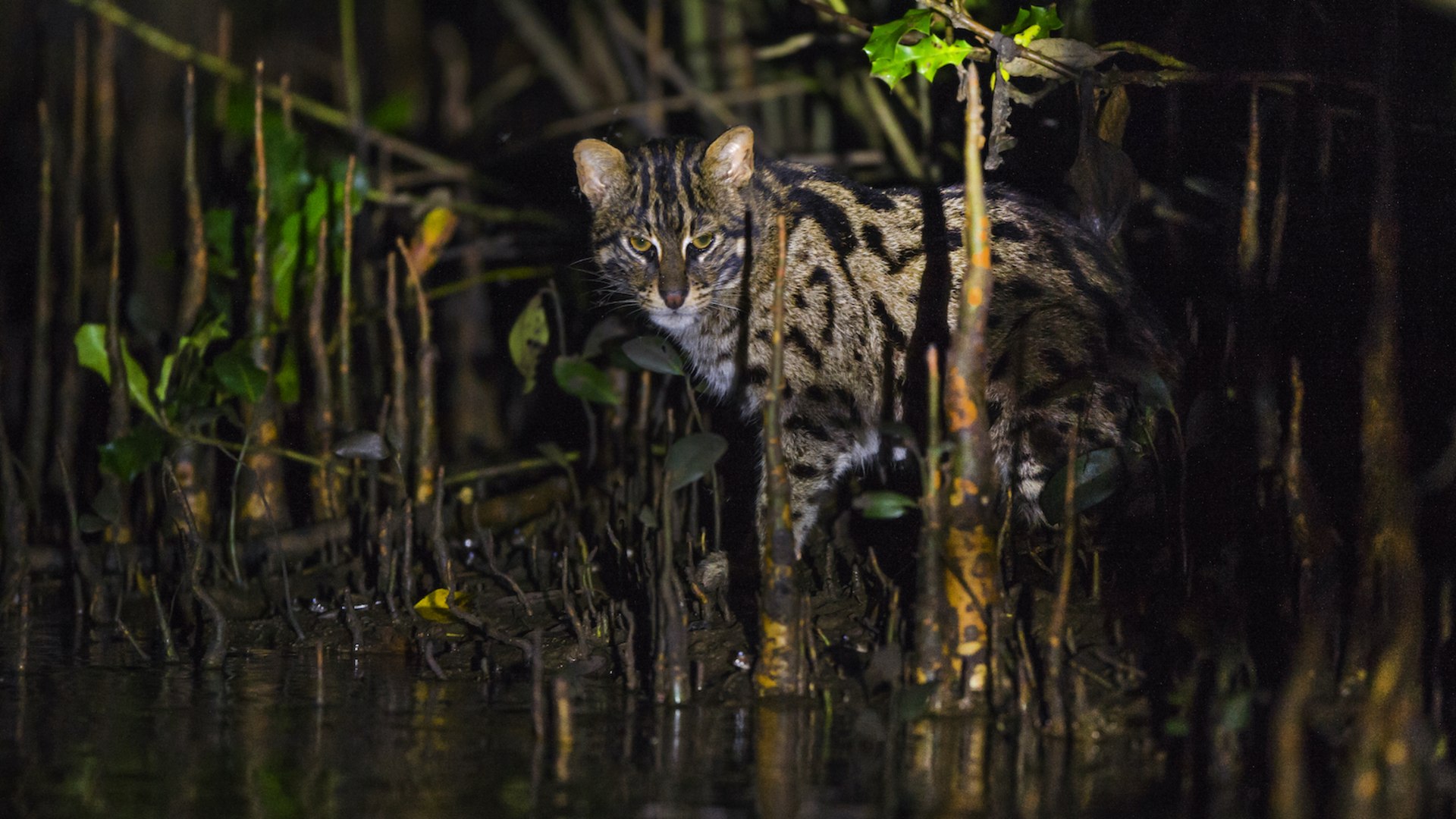 Fishing Cat: Facts, Population | RoundGlass | Sustain