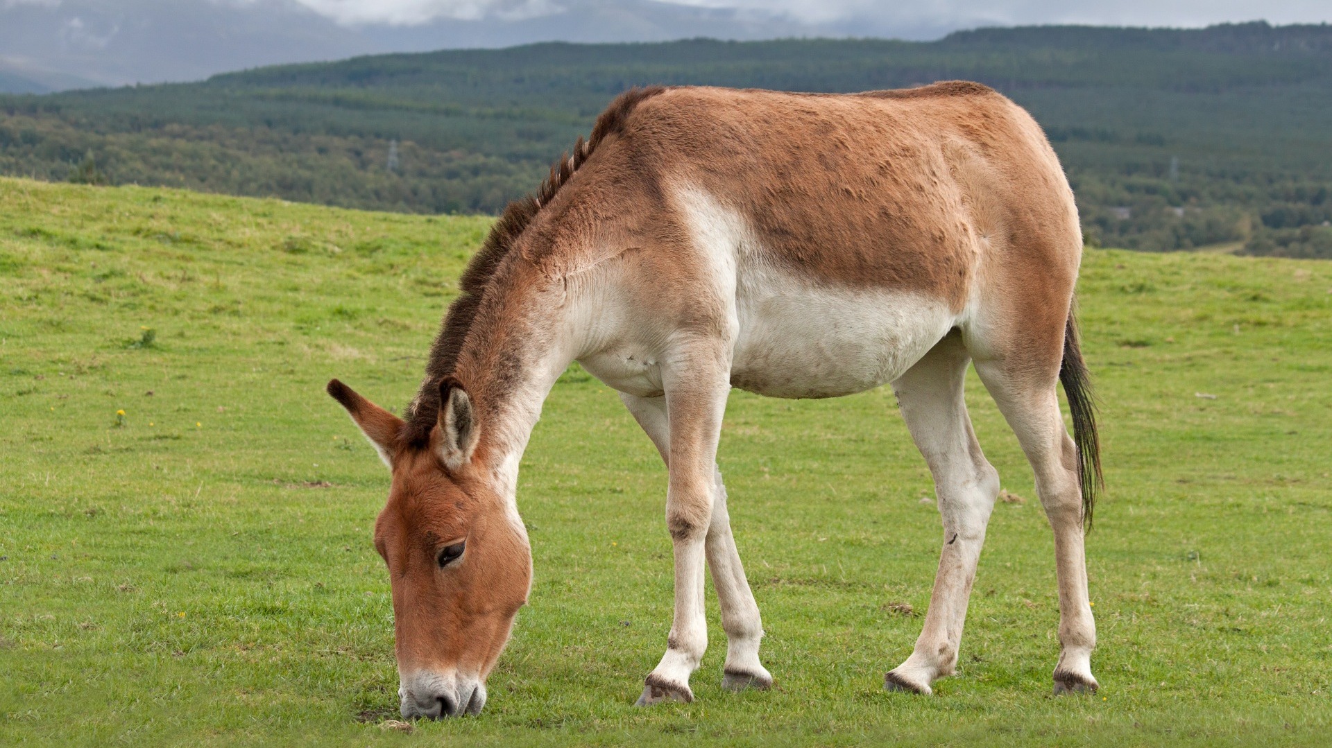 Kiang Archives RoundGlass Sustain