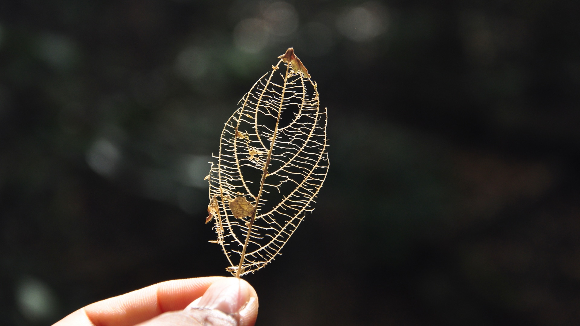 Leaf litter Archives RoundGlass Sustain