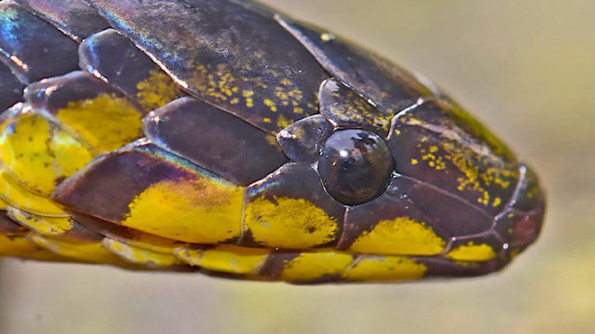 Anamalai Wood Snake Found in Western Ghats RoundGlass Sustain