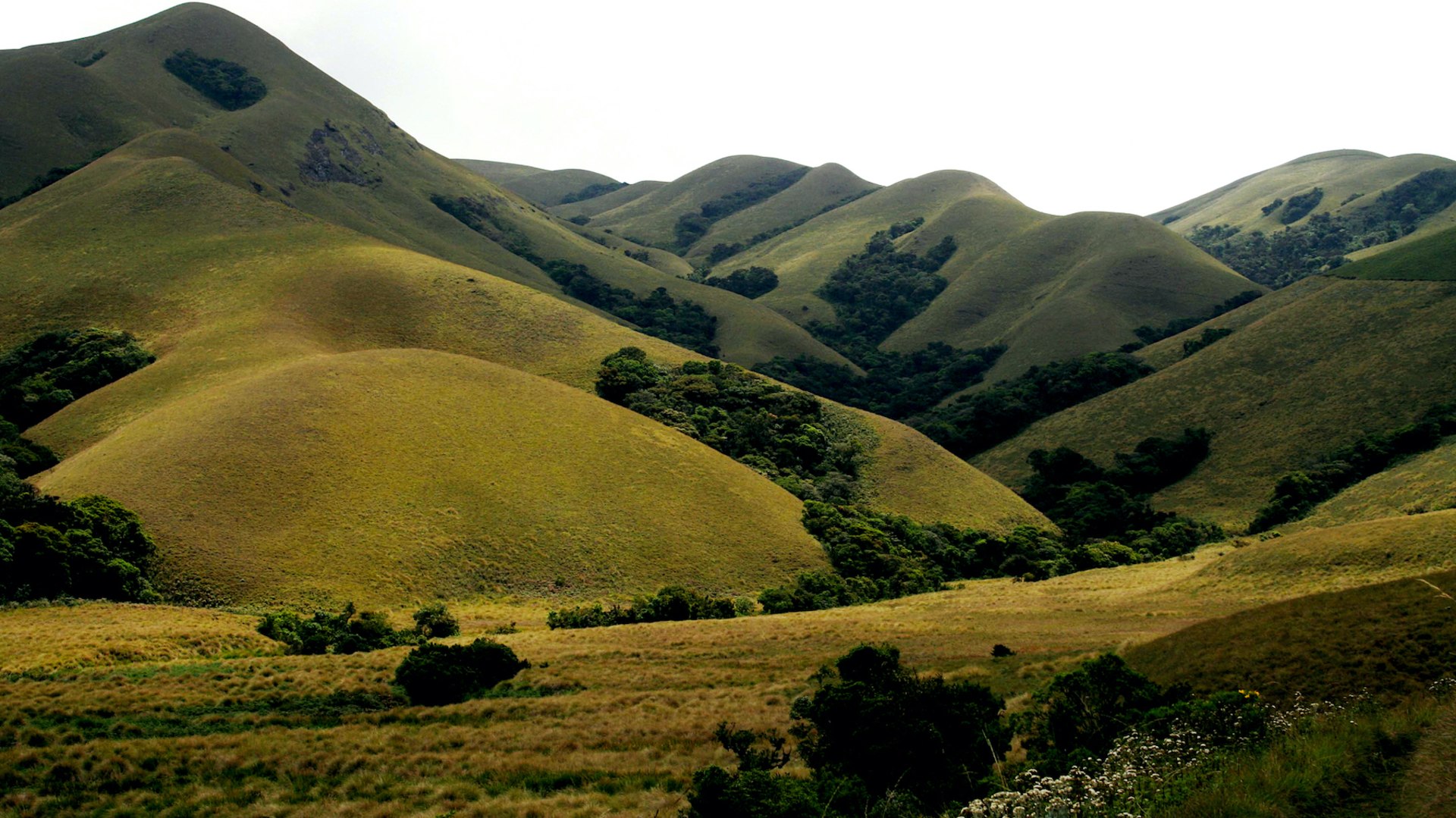 Nonforest Habitats of the Western Ghats RoundGlass Sustain