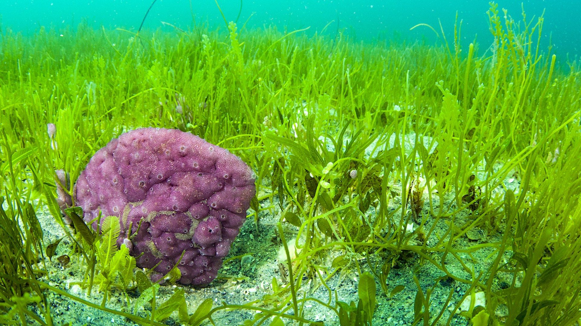 Seagrass Meadows on the Ocean Floor