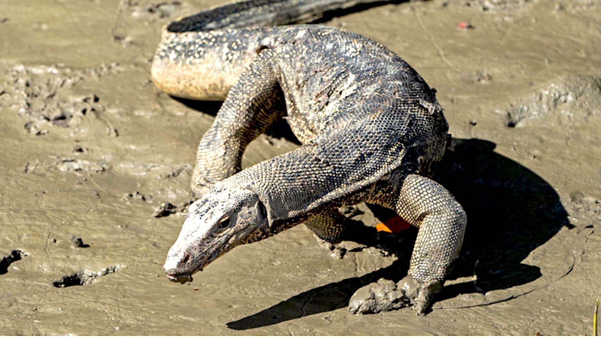Monitor Lizards Unsung Dragons of the Indian Subcontinent RoundGlass
