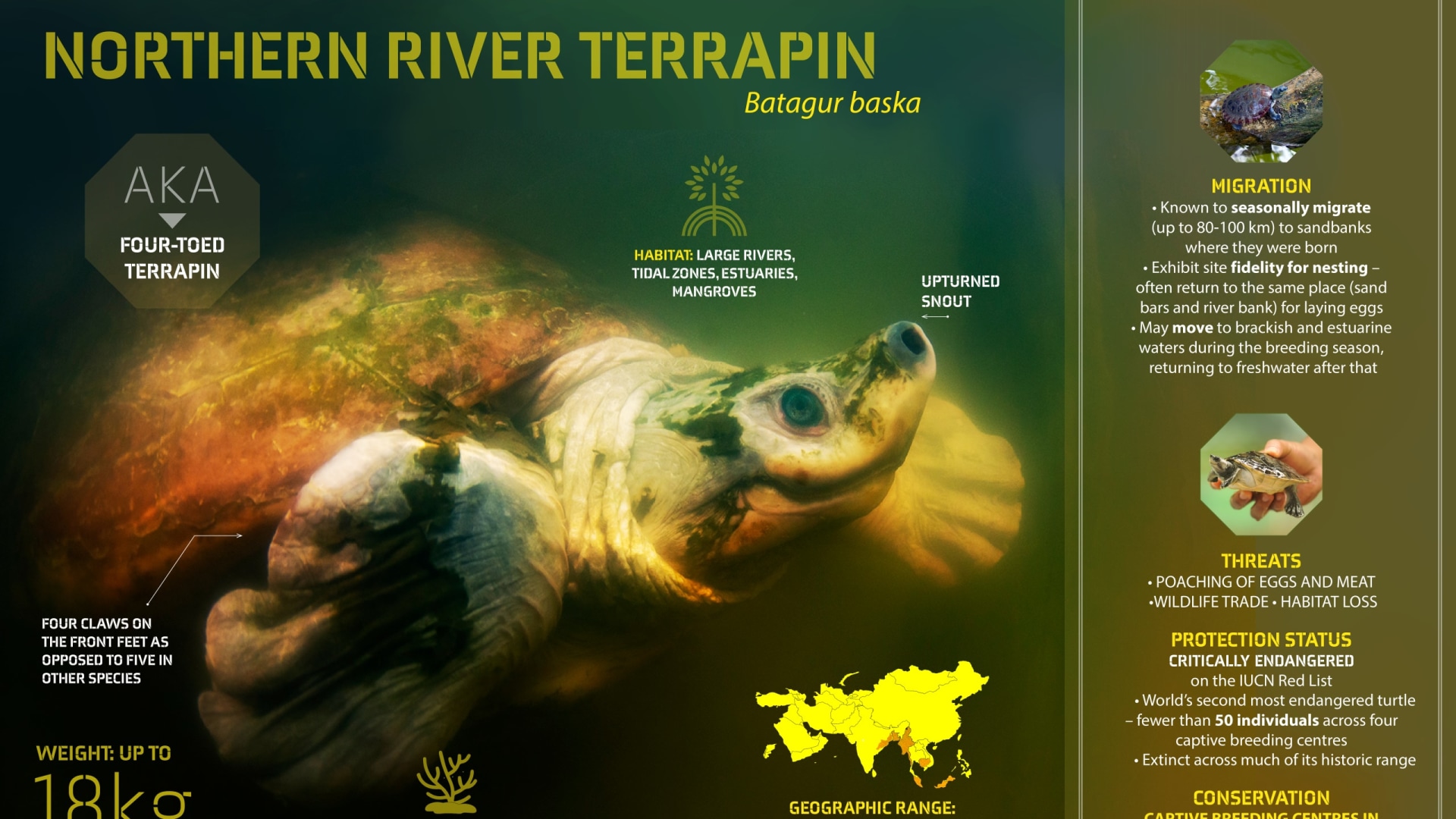 Northern River Terrapin | RoundGlass | Sustain