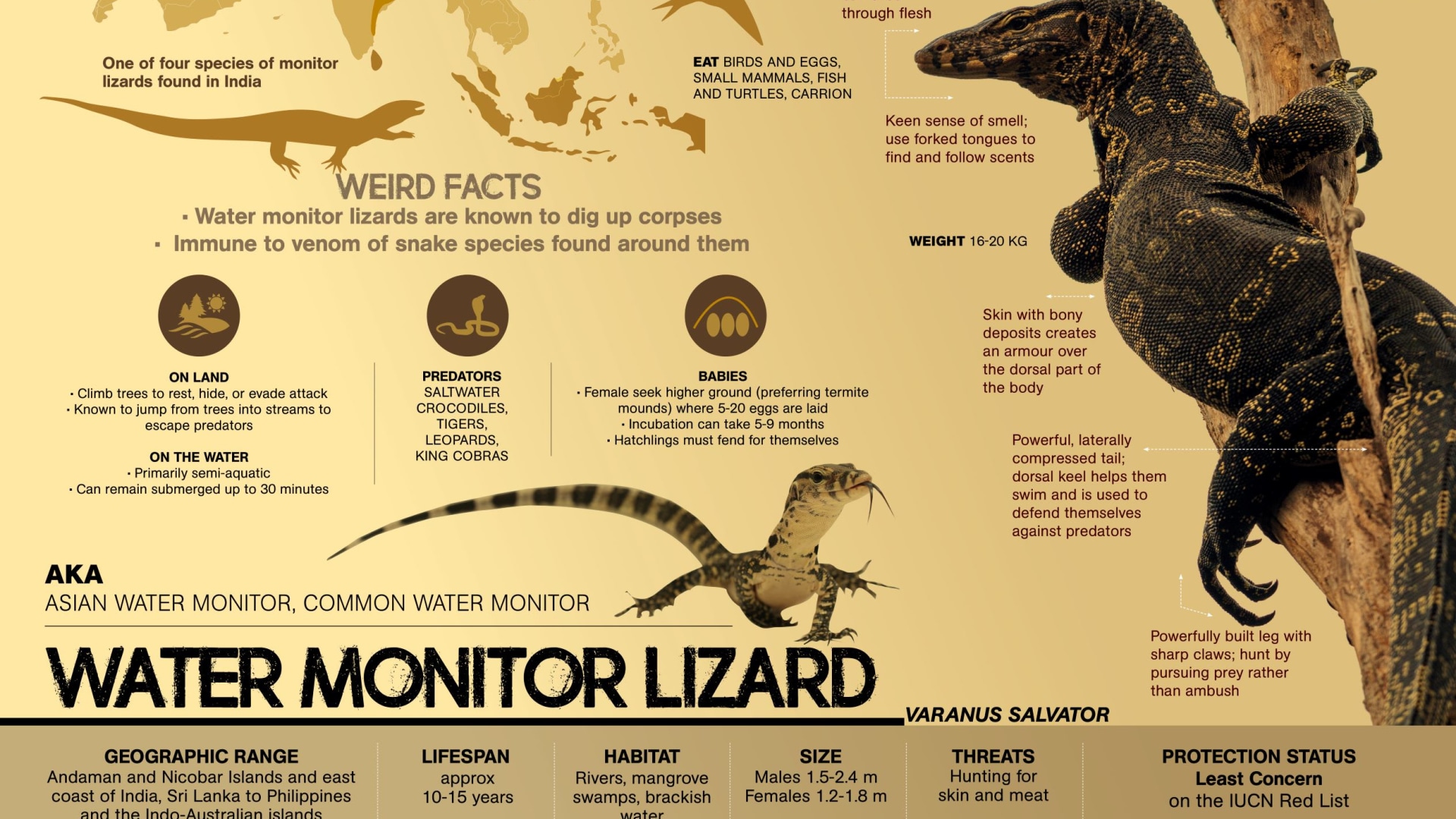 Water Monitor Lizard Archives RoundGlass Sustain water-monitor-lizard-archives-roundglass-sustain