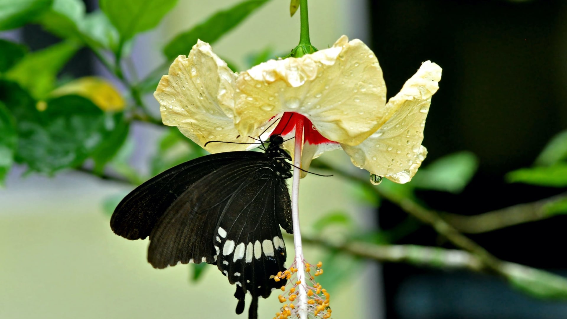 Accidental Ecosystem: How a Rooftop Garden can be a Thriving Habitat