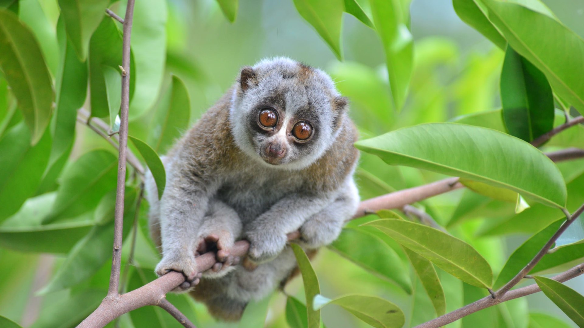 The Bengal Slow Loris Disappearing Gently into That Good Night