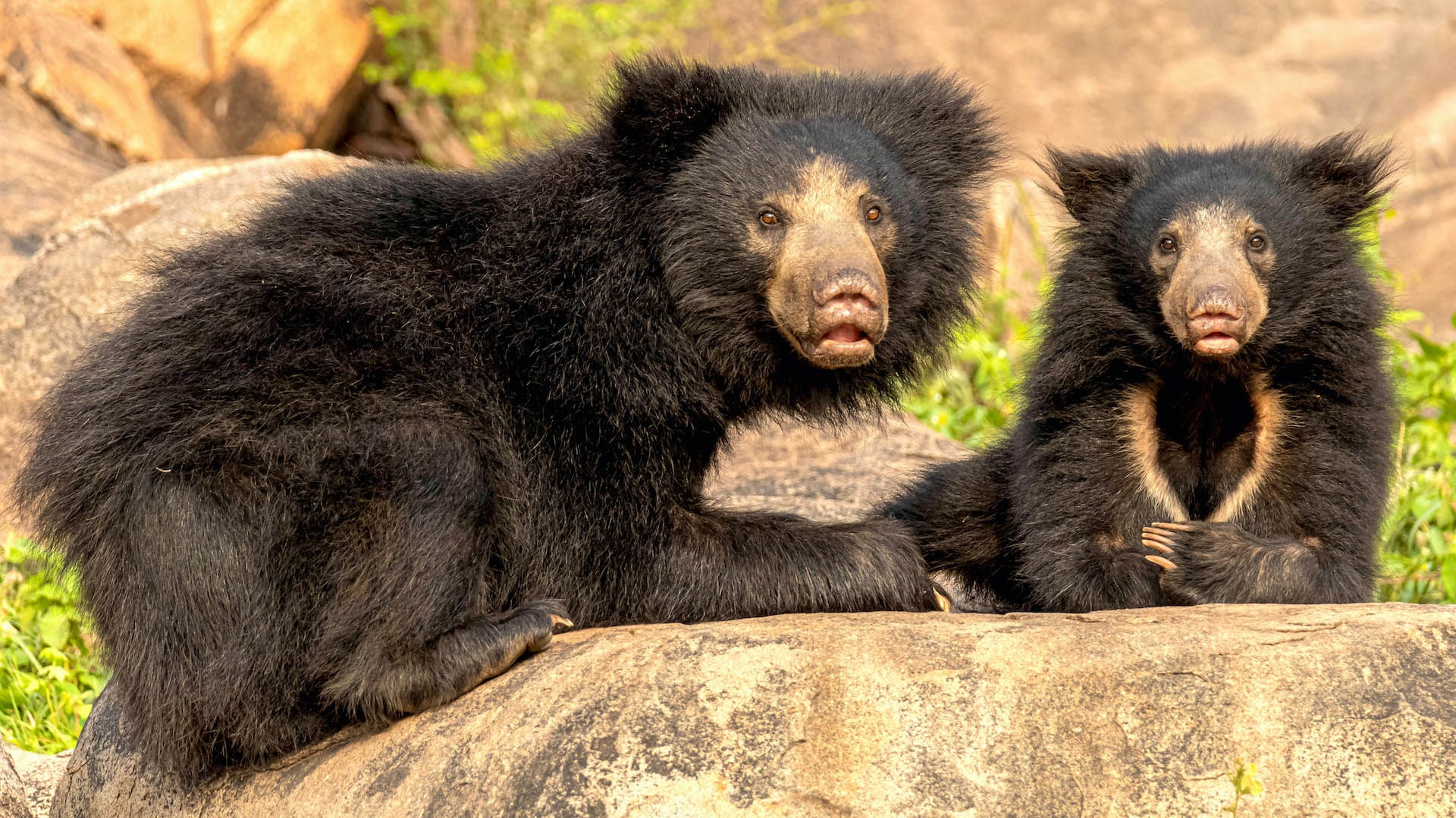 sloth bear sloth bear