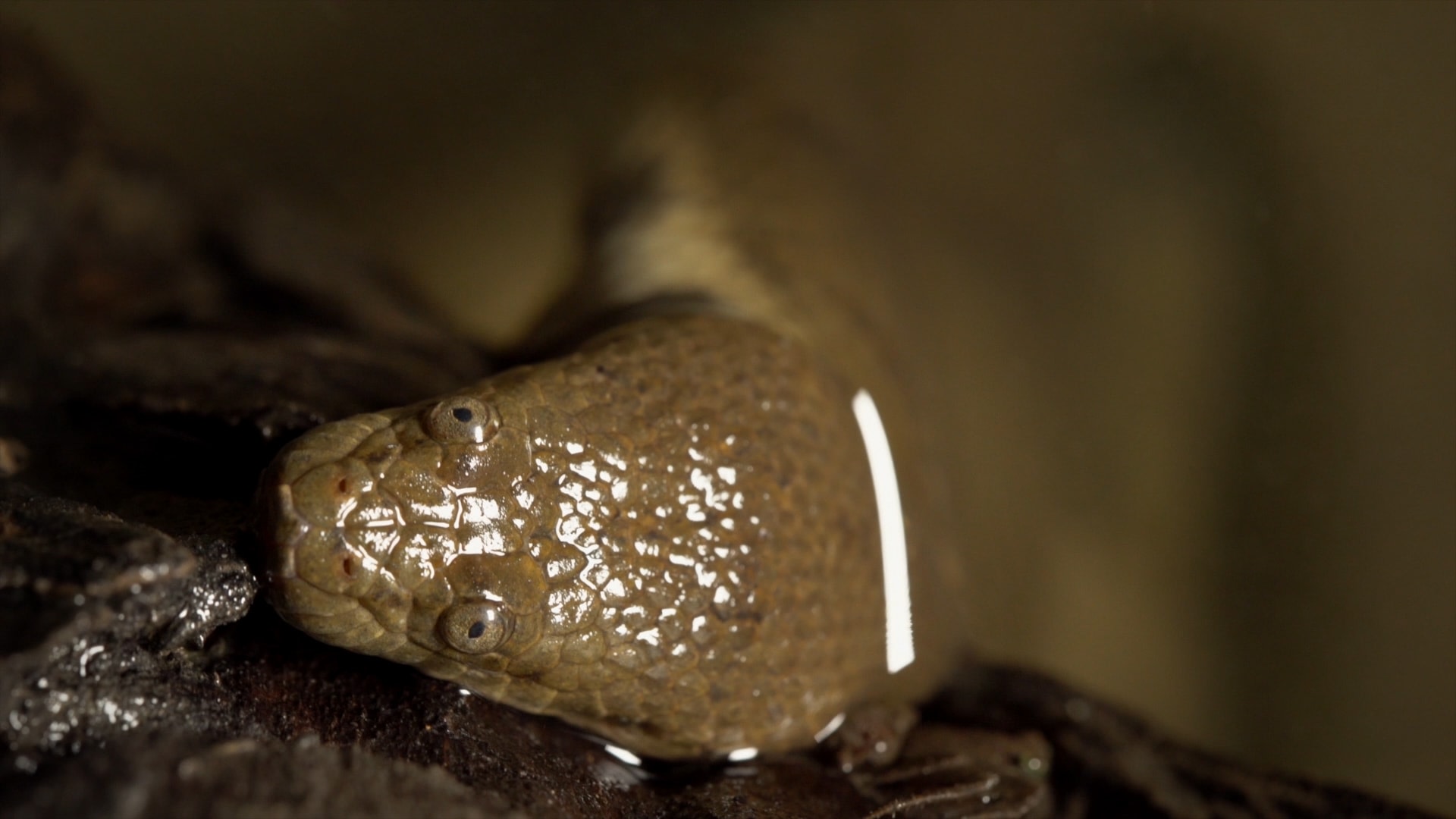 A DogFaced Water Snake's Murky Life RoundGlass Sustain
