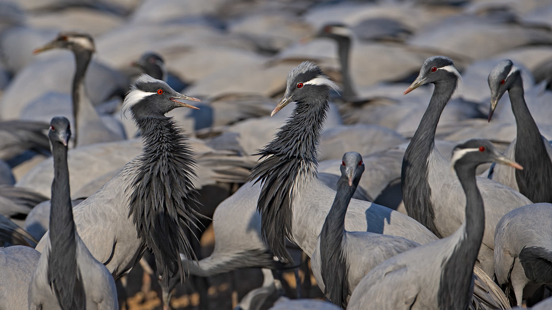Why the World's Smallest Crane Flocks to a Dusty Village in Rajasthan
