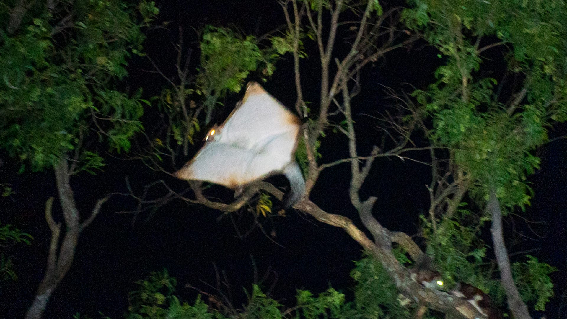 Red Giant Gliding Squirrel: The Late-Night Paratrooper of Namdapha