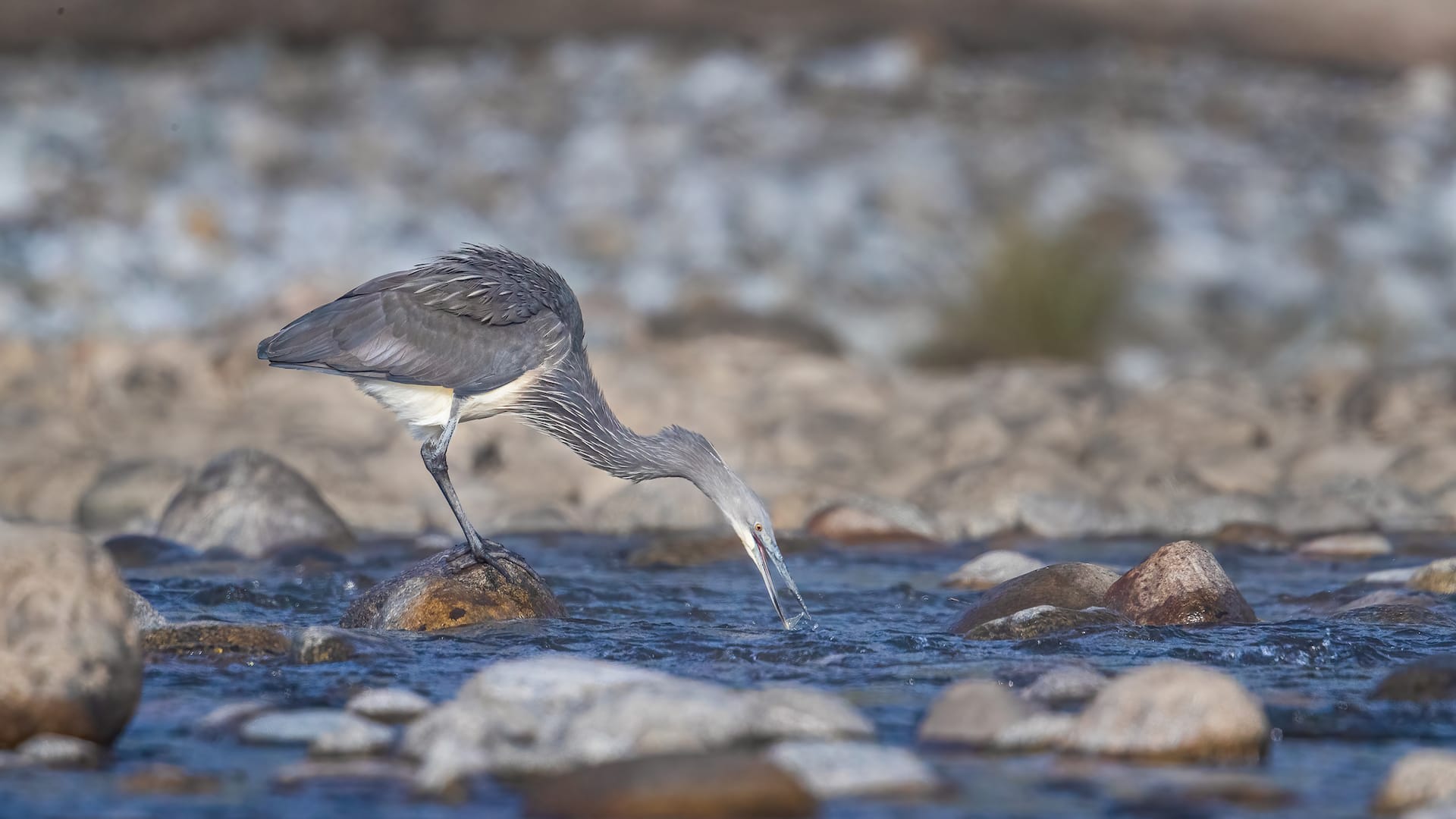 Why Namdapha’s White-Bellied Herons Are Quietly Disappearing