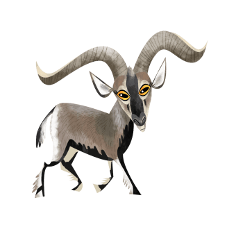 Himalayan blue sheep