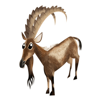 Asiatic ibex