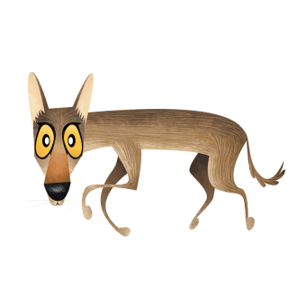 Indian wolf