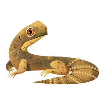 Spiny-tailed lizard