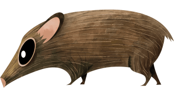 Pygmy hog