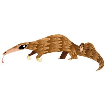 Indian Pangolin