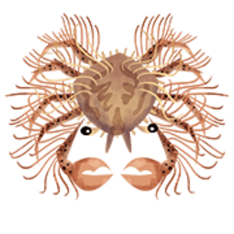 Decorator crabs