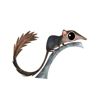 Nicobar treeshrew