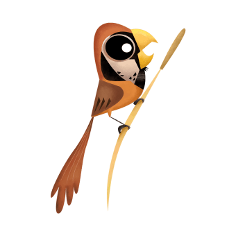 Black-breasted parrotbill