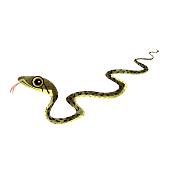 Checkered keelback