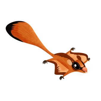 Red giant gliding squirrel