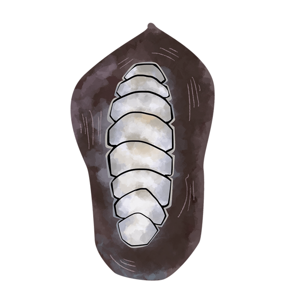 Chitons