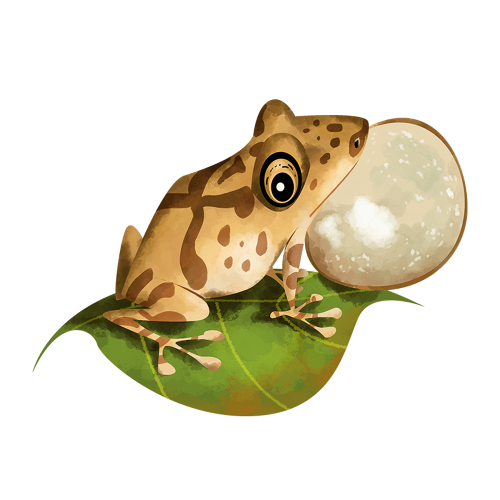Shillong bush frog